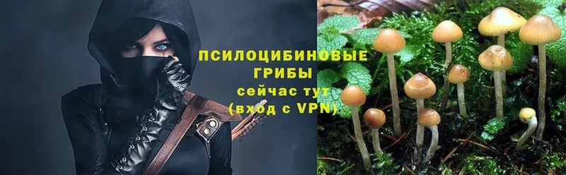 Галлюциногенные грибы Psilocybe  Жирновск 